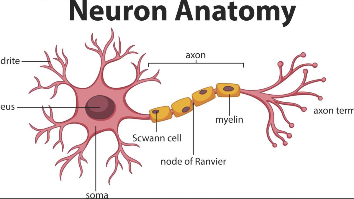 nerve insulation