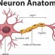 nerve insulation